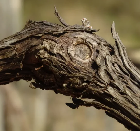 Cuvée Blanc de noirs