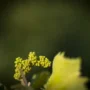 En ce moment dans les vignes…