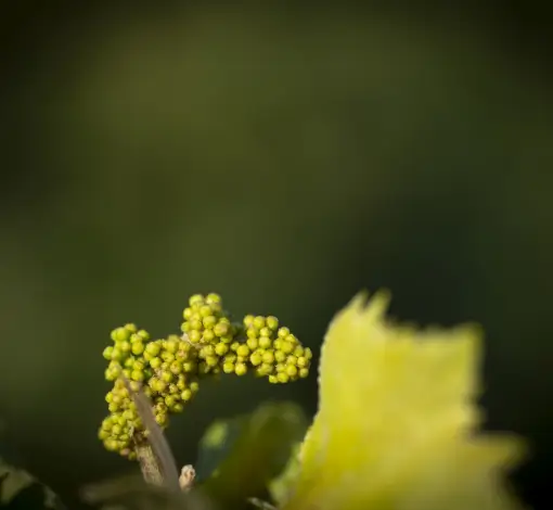 En ce moment dans les vignes…