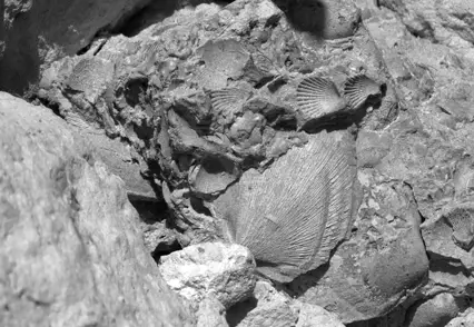 Fossil