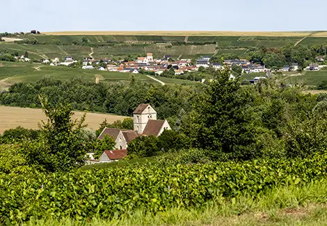 Massif de Saint-Thierry