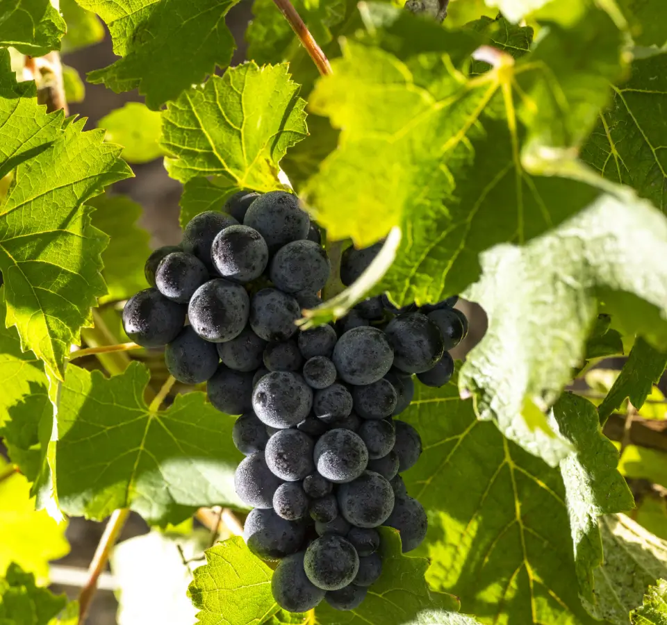 Pinot noir