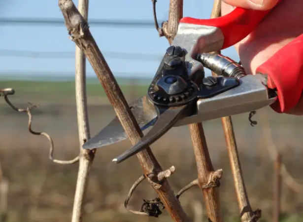 Taille de la vigne
