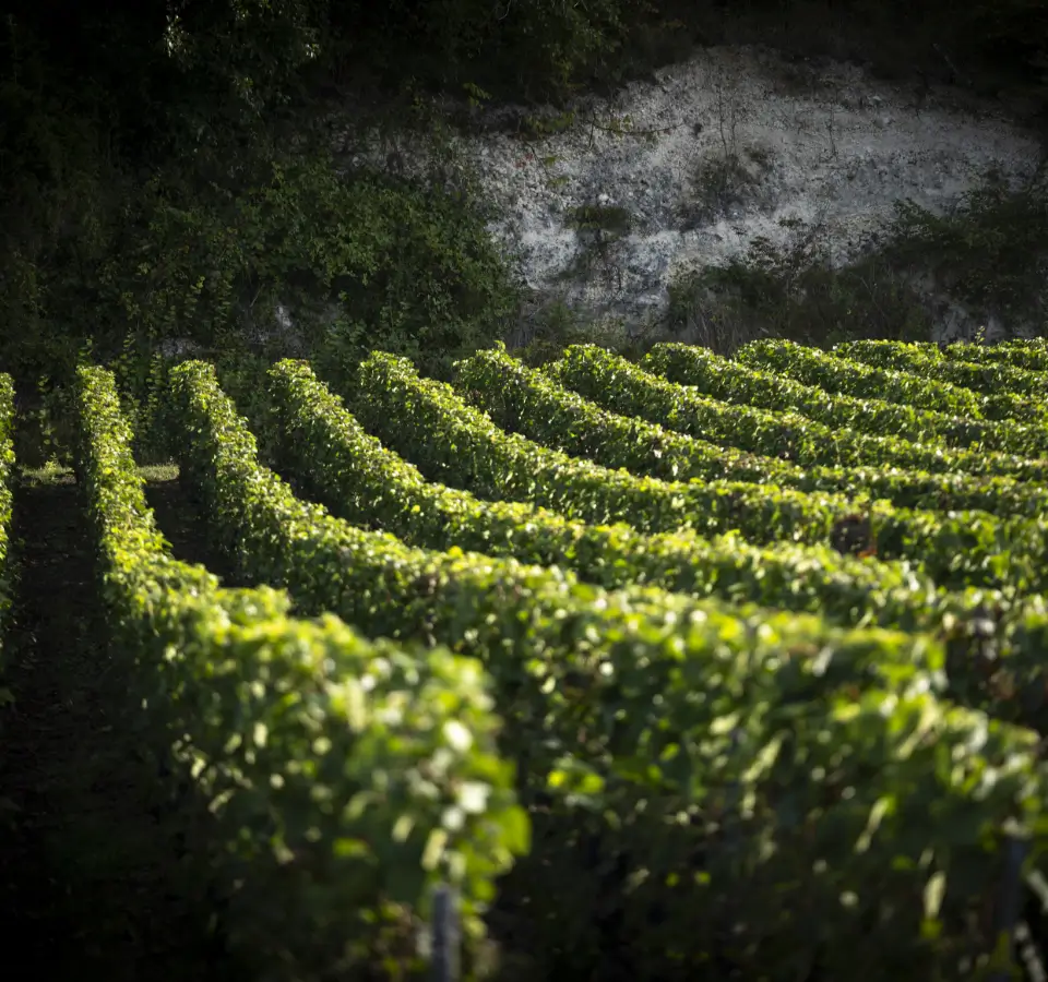 Un vignoble ancestral