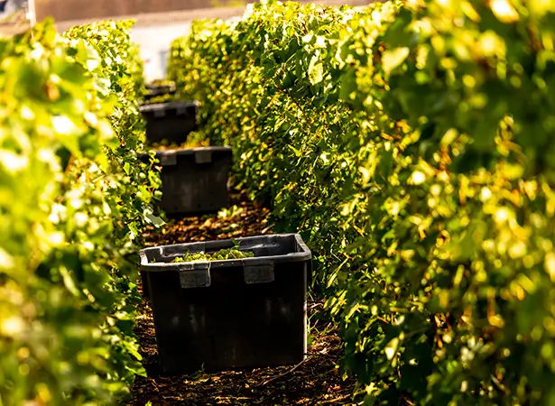 Vendanges