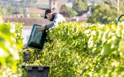 Vendanges