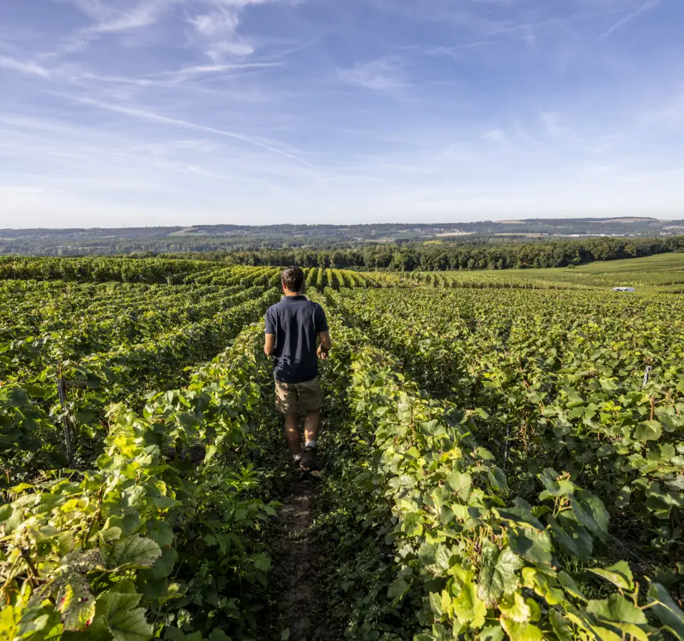 Vignoble